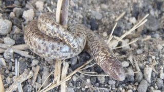 Trogonophide de Wiegmann